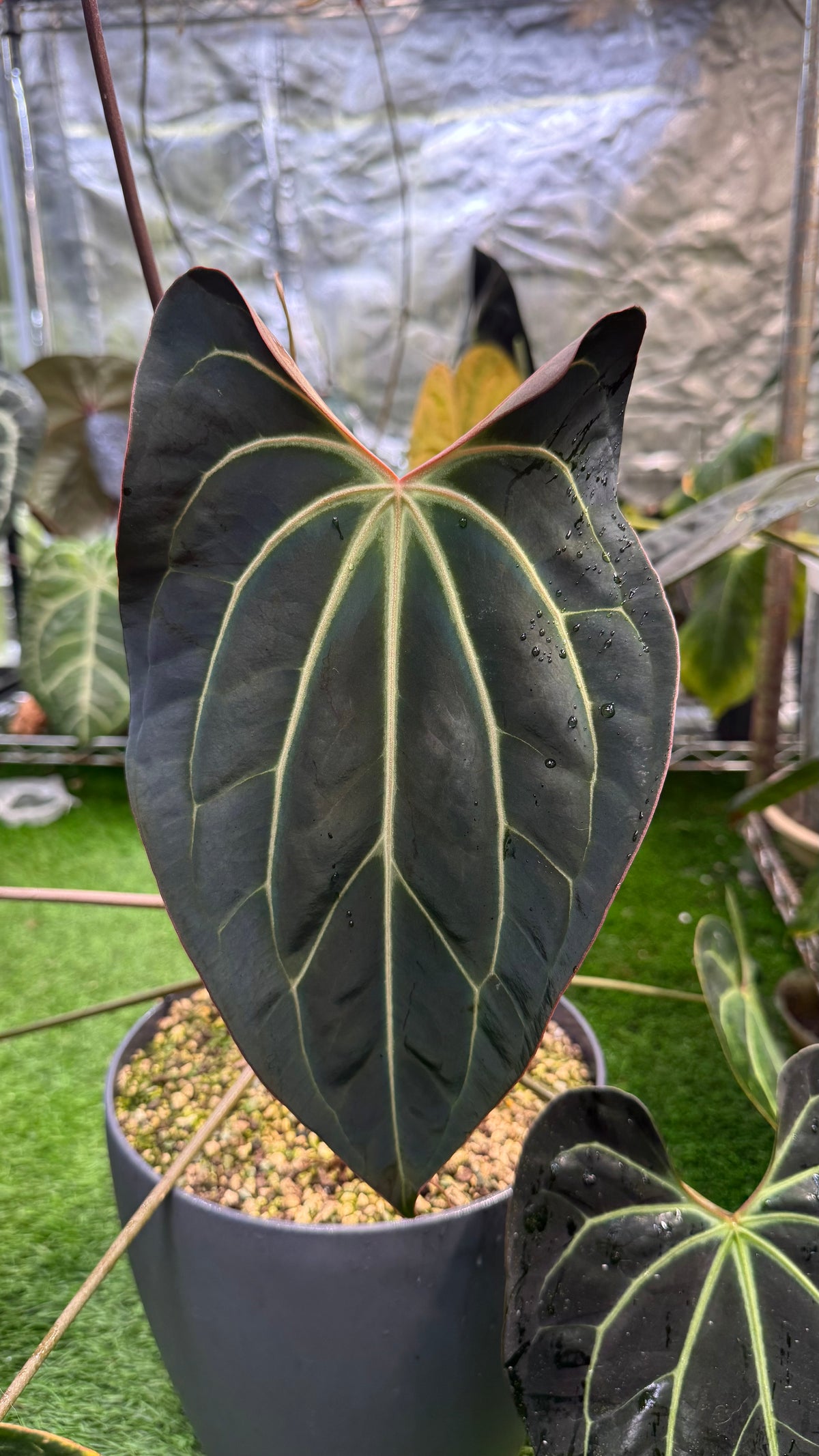 Anthurium Besseae aff. “Bingo” x self