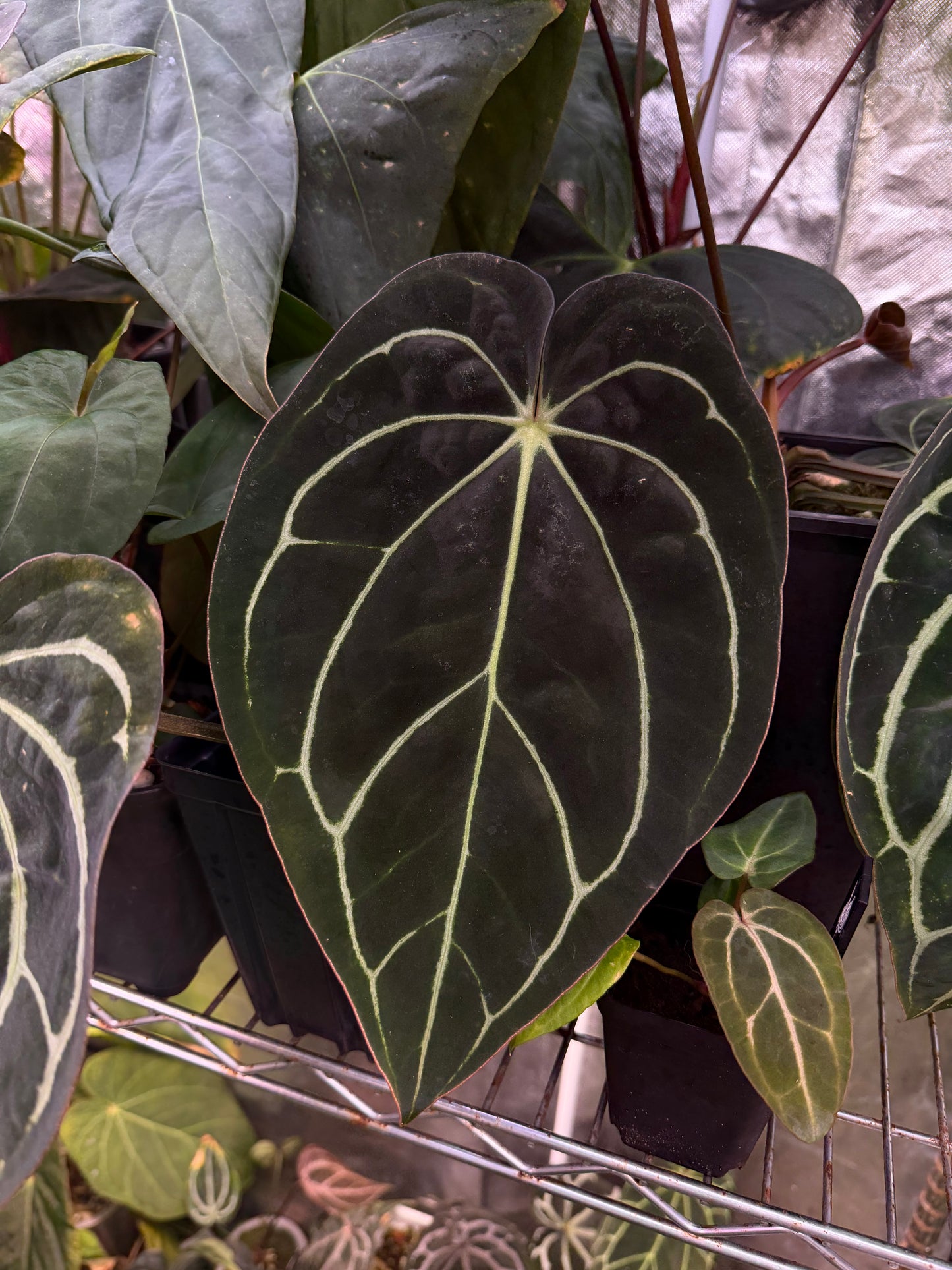 Carlablackiae RA10 self x RA4