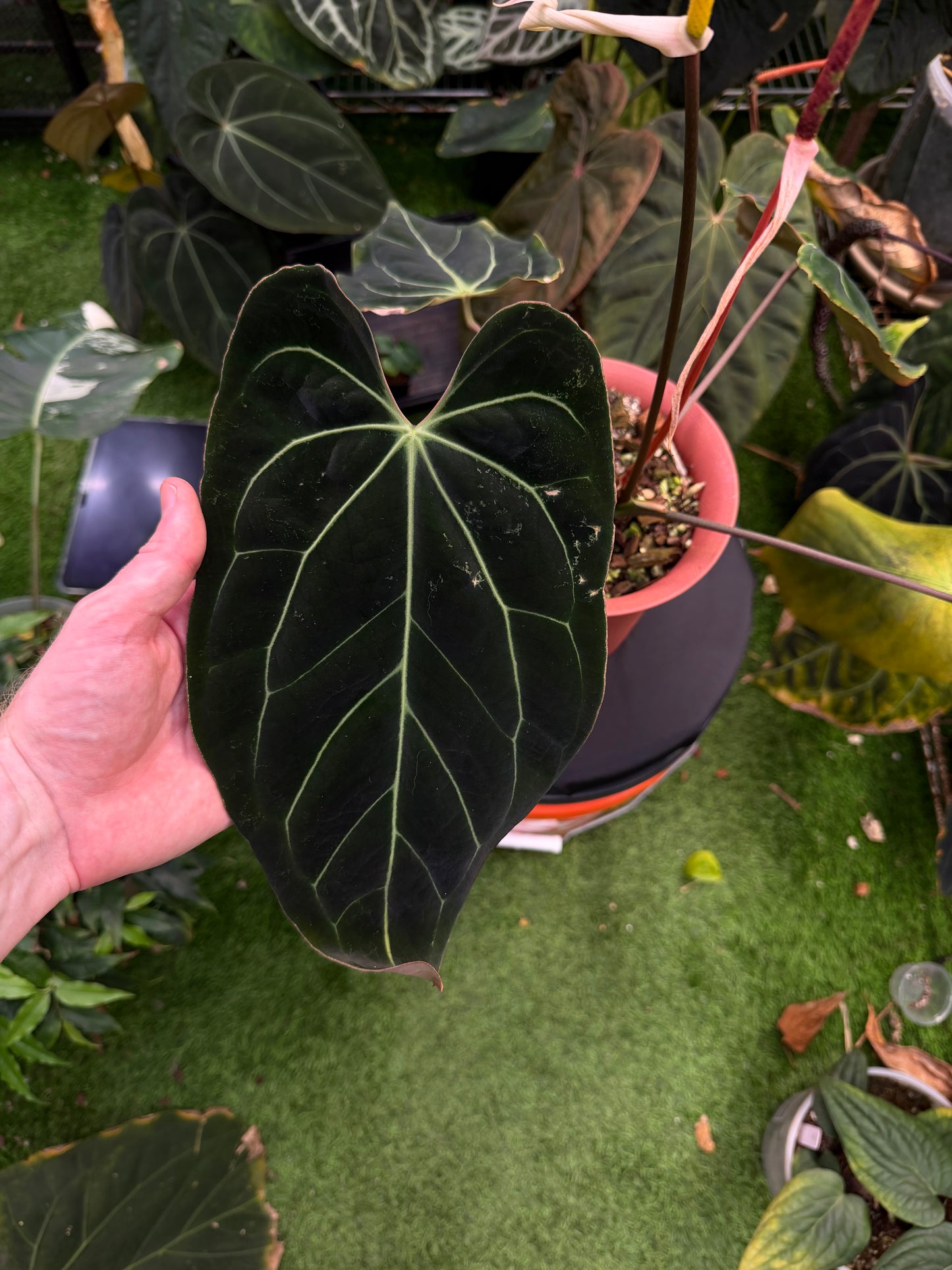 Besseae aff. “Bingo” x “Bluey” 1 germinated seed