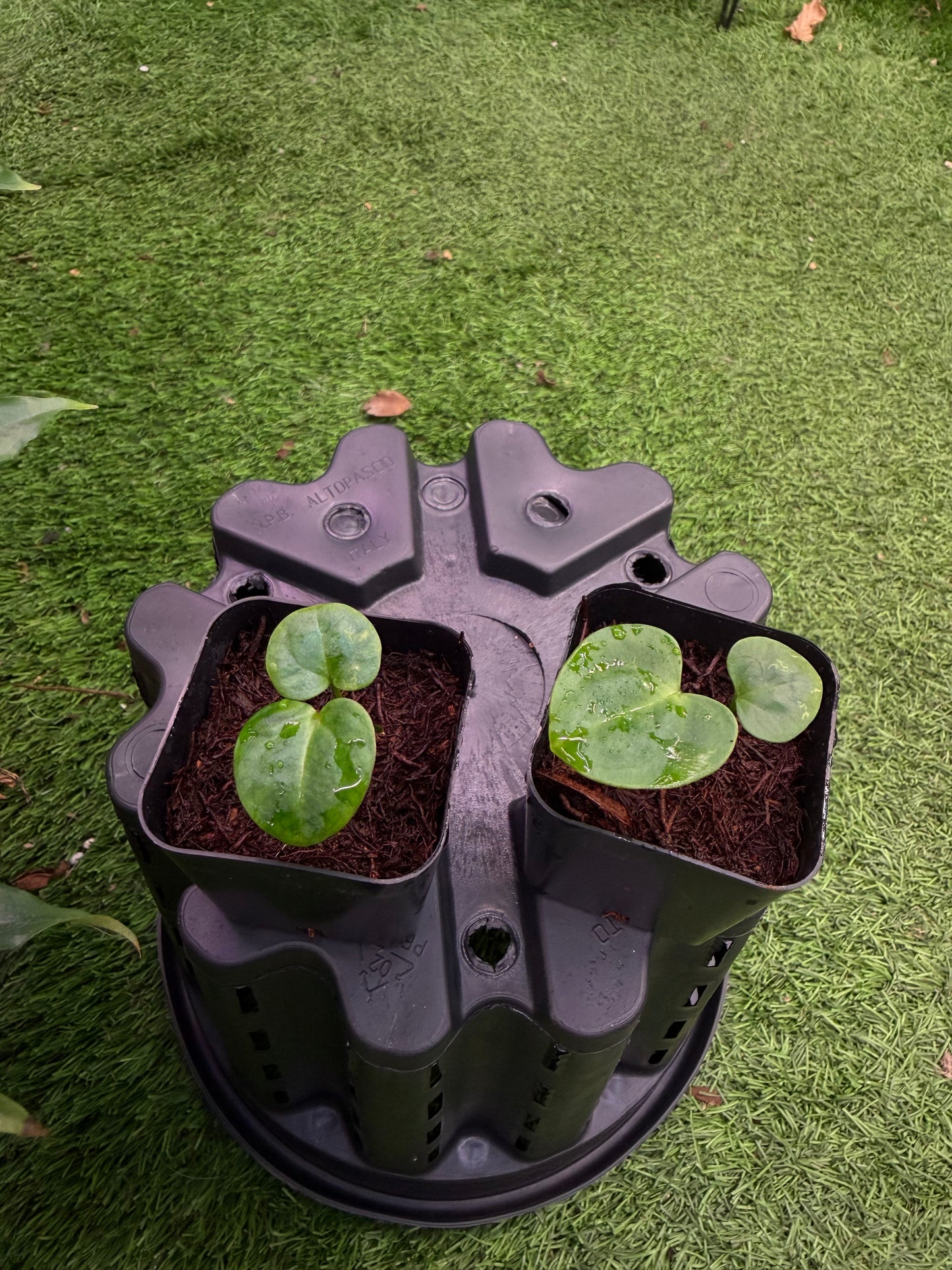 Carlablackiae RA10 self x Ace of Spades