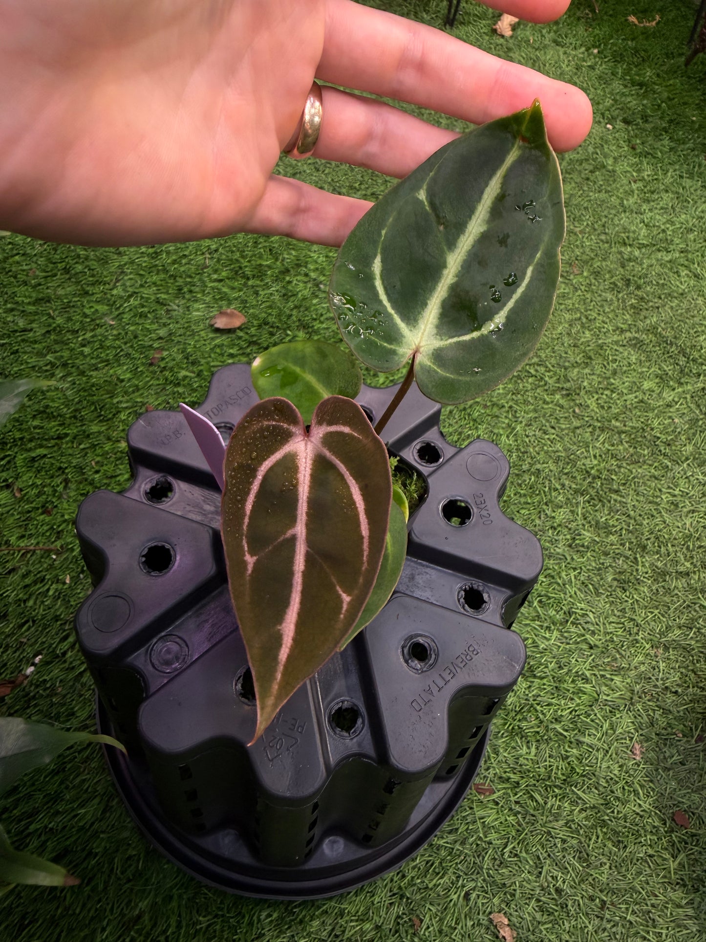 Carlablackiae GPH-001 self x RA10 self exact plants