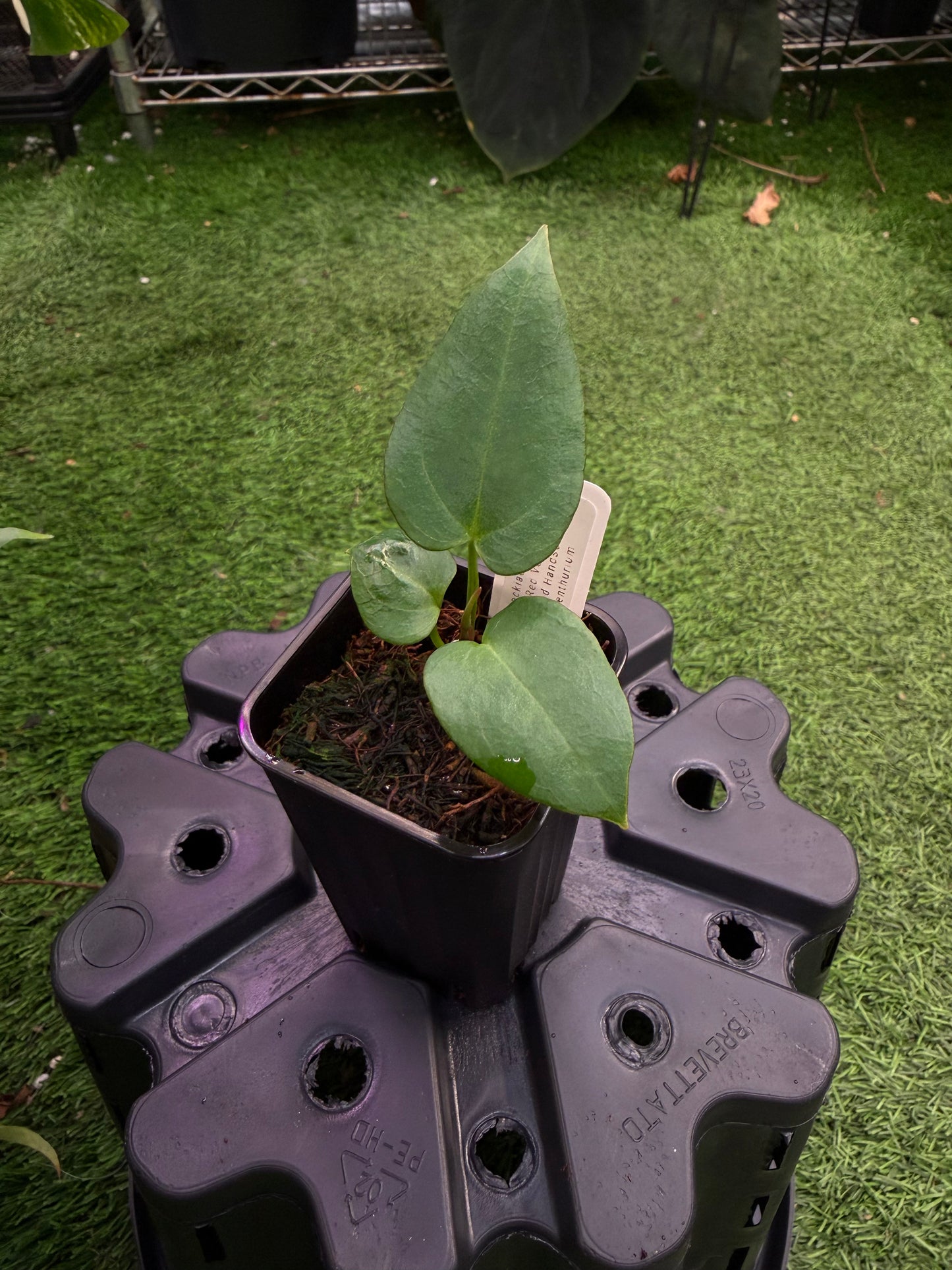 (Carlablackiae x RVDP) x (Red Velvet Cake x Dark and Handsome) exact plants