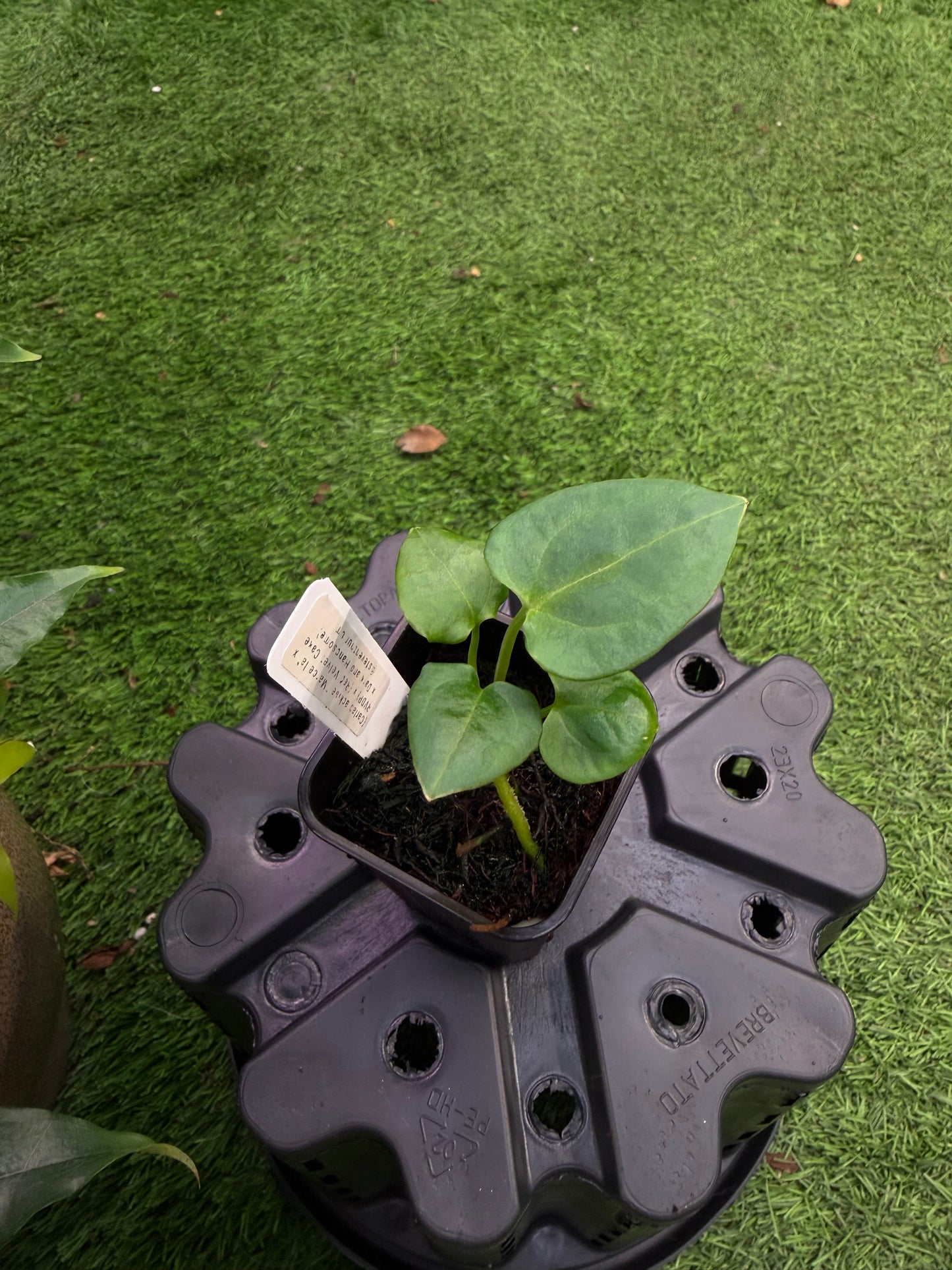 (Carlablackiae x RVDP) x (Red Velvet Cake x Dark and Handsome) exact plants