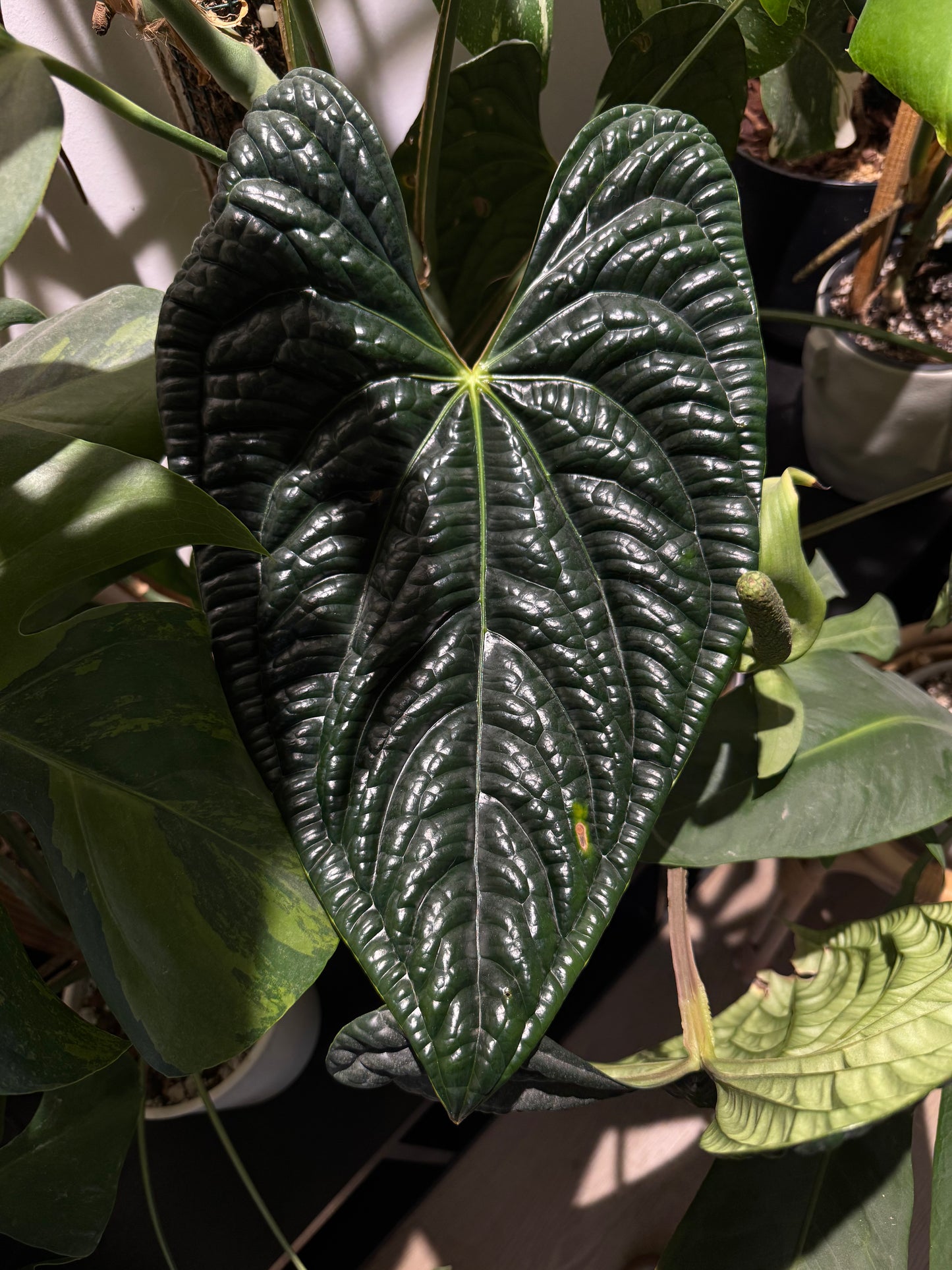 Anthurium "SKG Silver x Red Crystallinum "Necromancer" x Luxurians