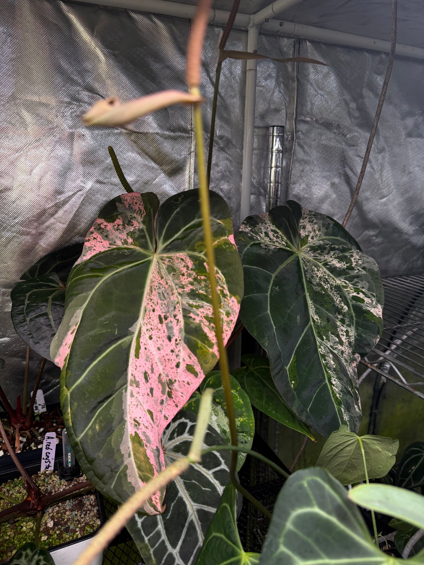 *variegated chase* Tropiflora delta s1 x (Michelle x Zara)