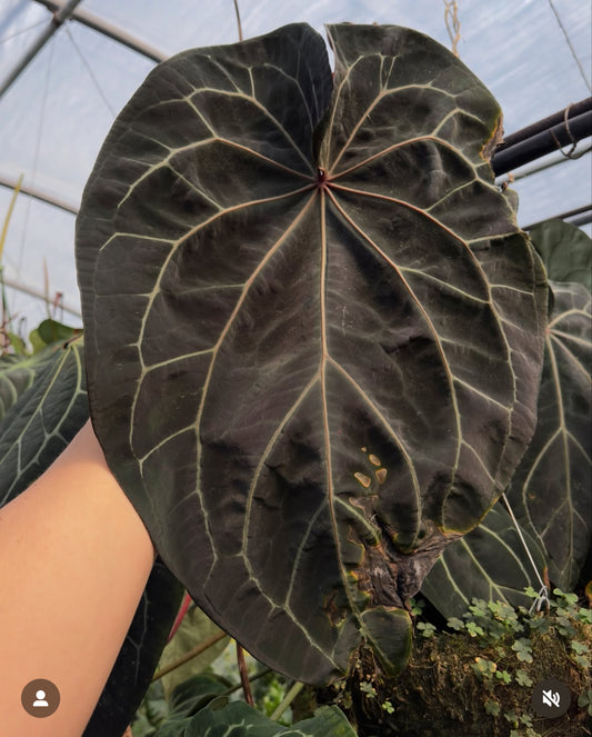 Noid “Dark Web” x Carlablackiae “Marcella”