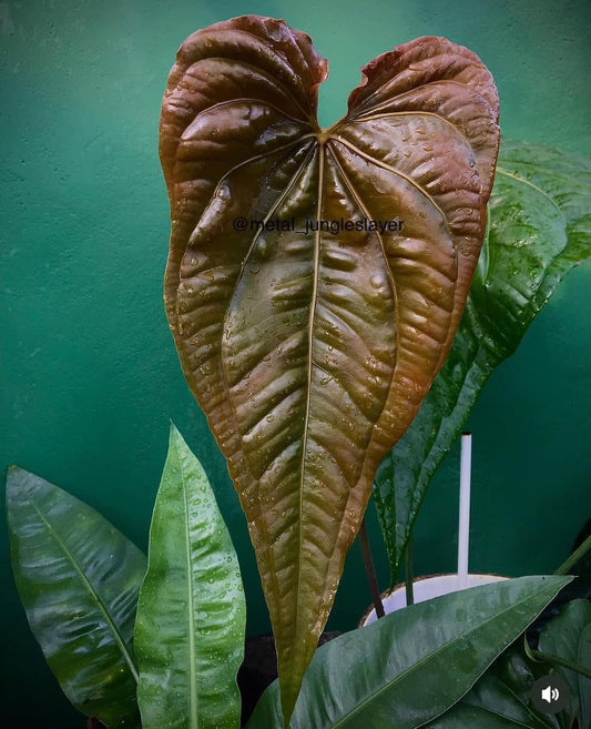 Anthurium sp. Alto Fluminense seedling