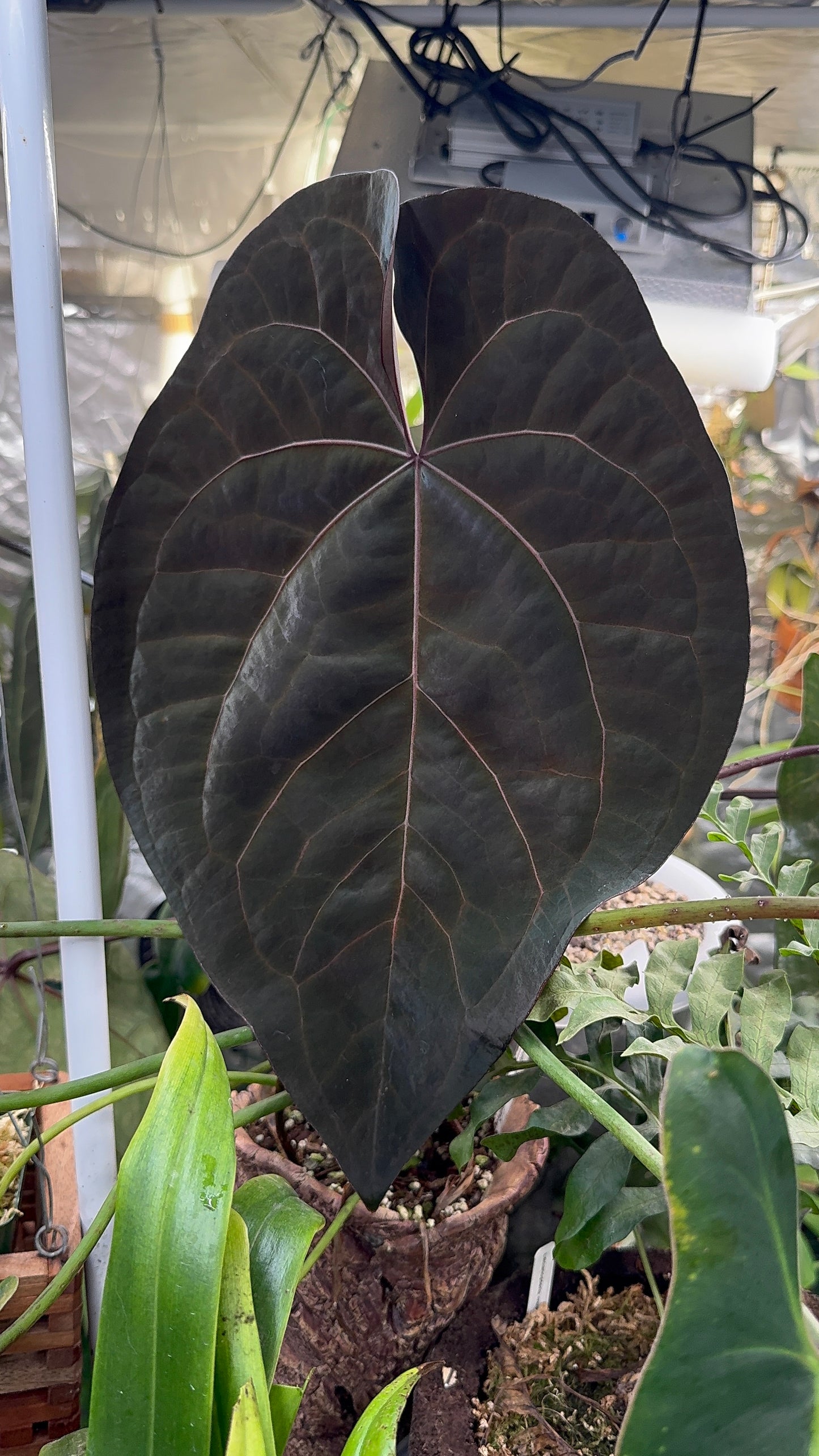 (King of Spades x Red Crystallinum) x Ace of Spades