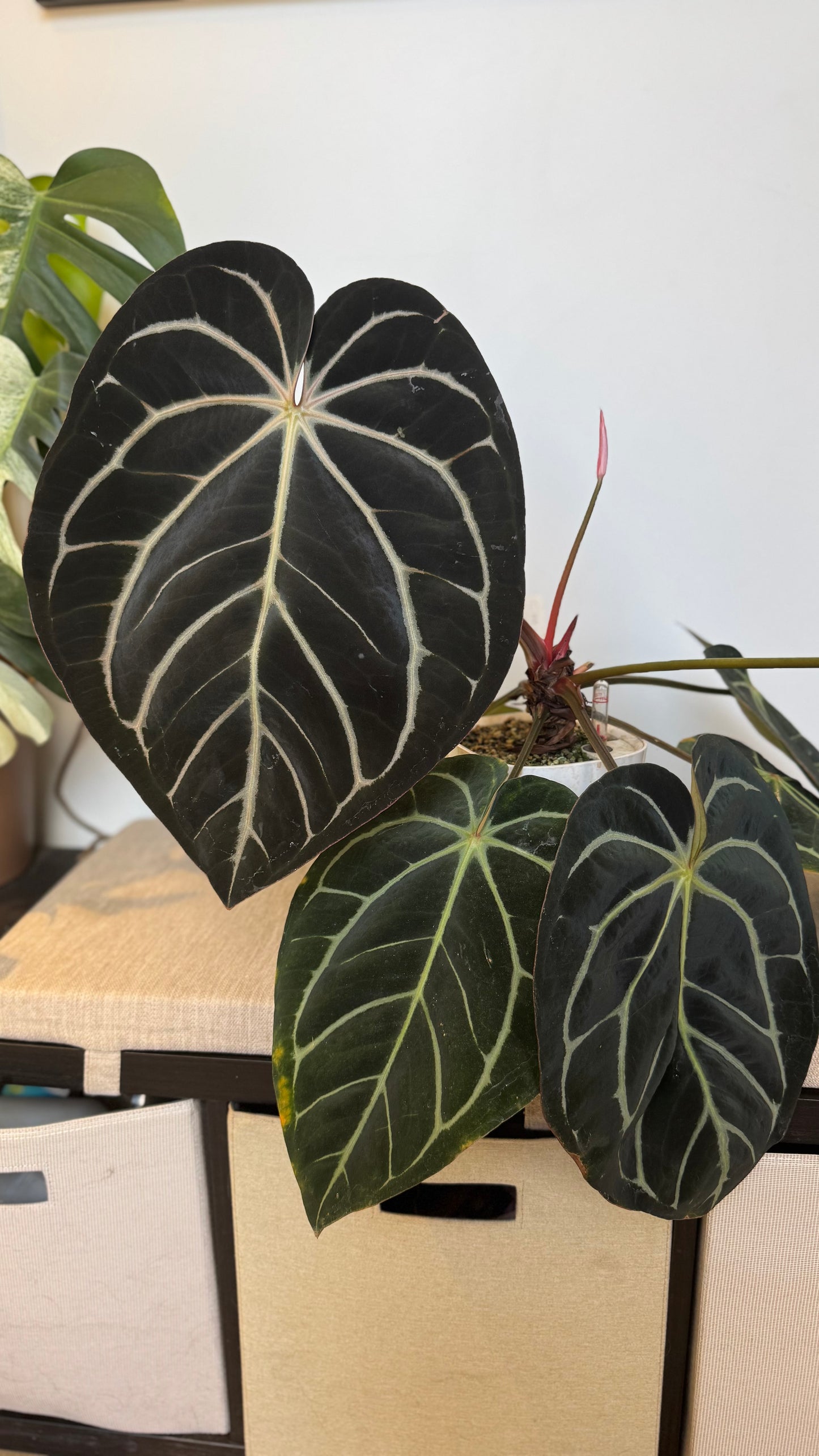 Carlablackiae GPH-001 self x RA10 self exact plants