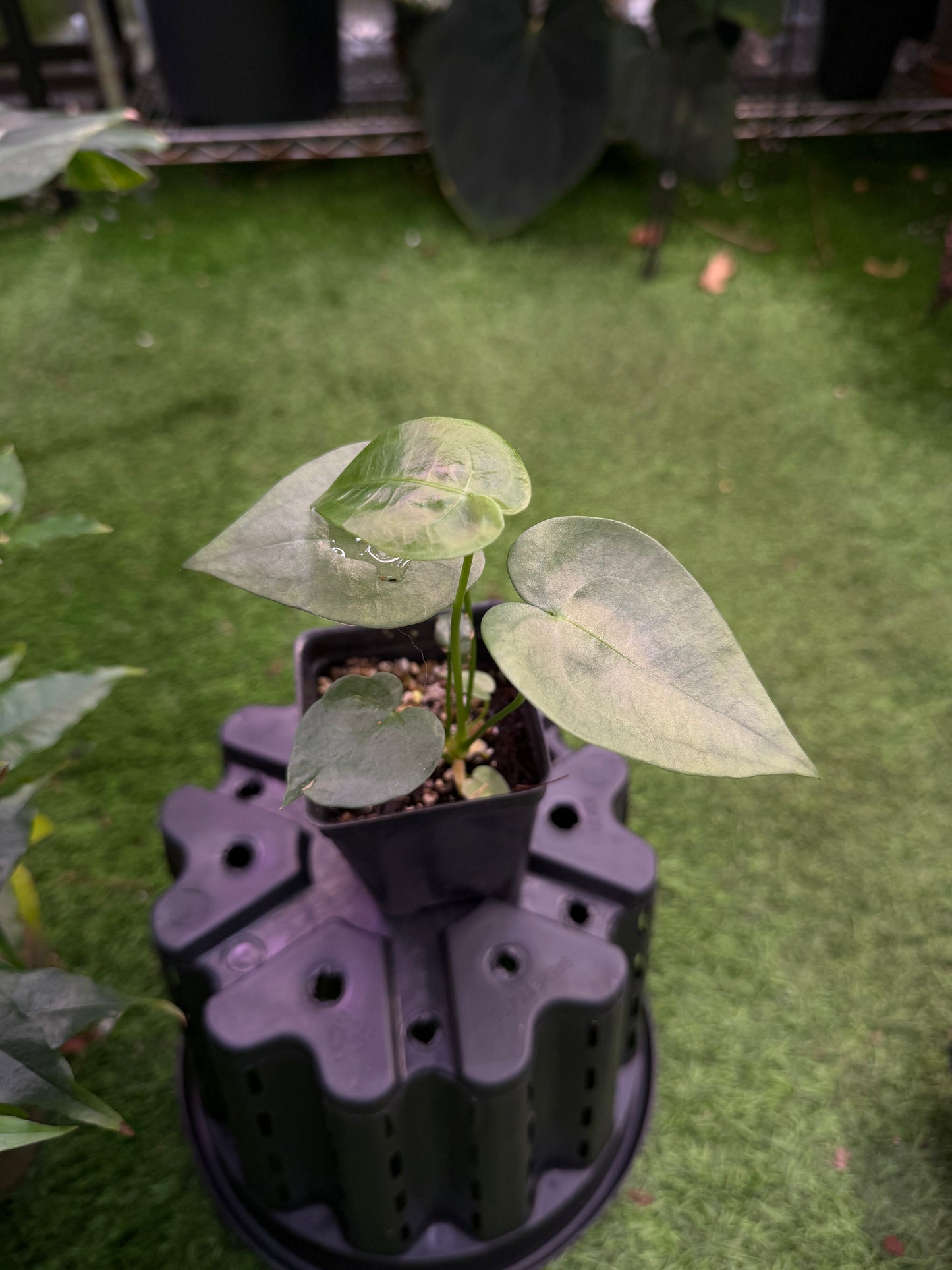 Anthurium sp. Alto Fluminense seedling