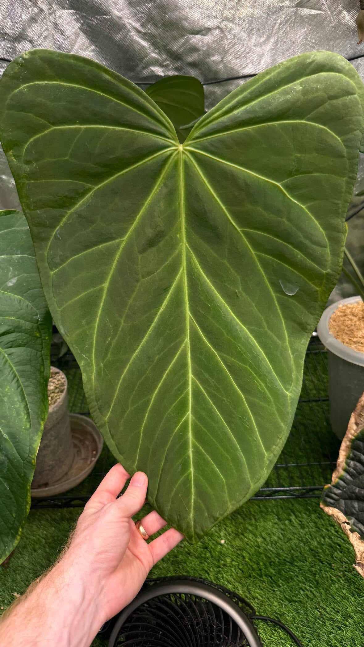 *variegated chase* Tropiflora delta s1 x (Michelle x Zara)