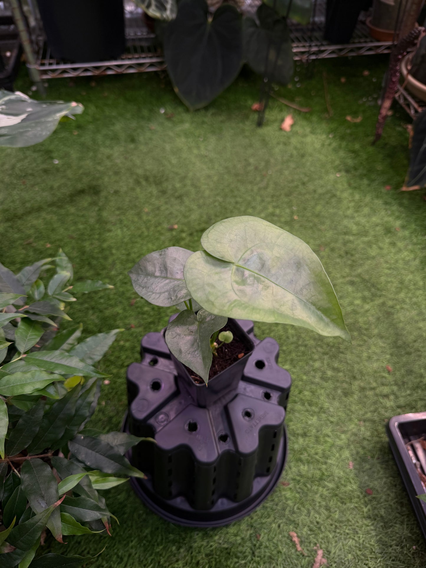 Anthurium sp. Alto Fluminense seedling