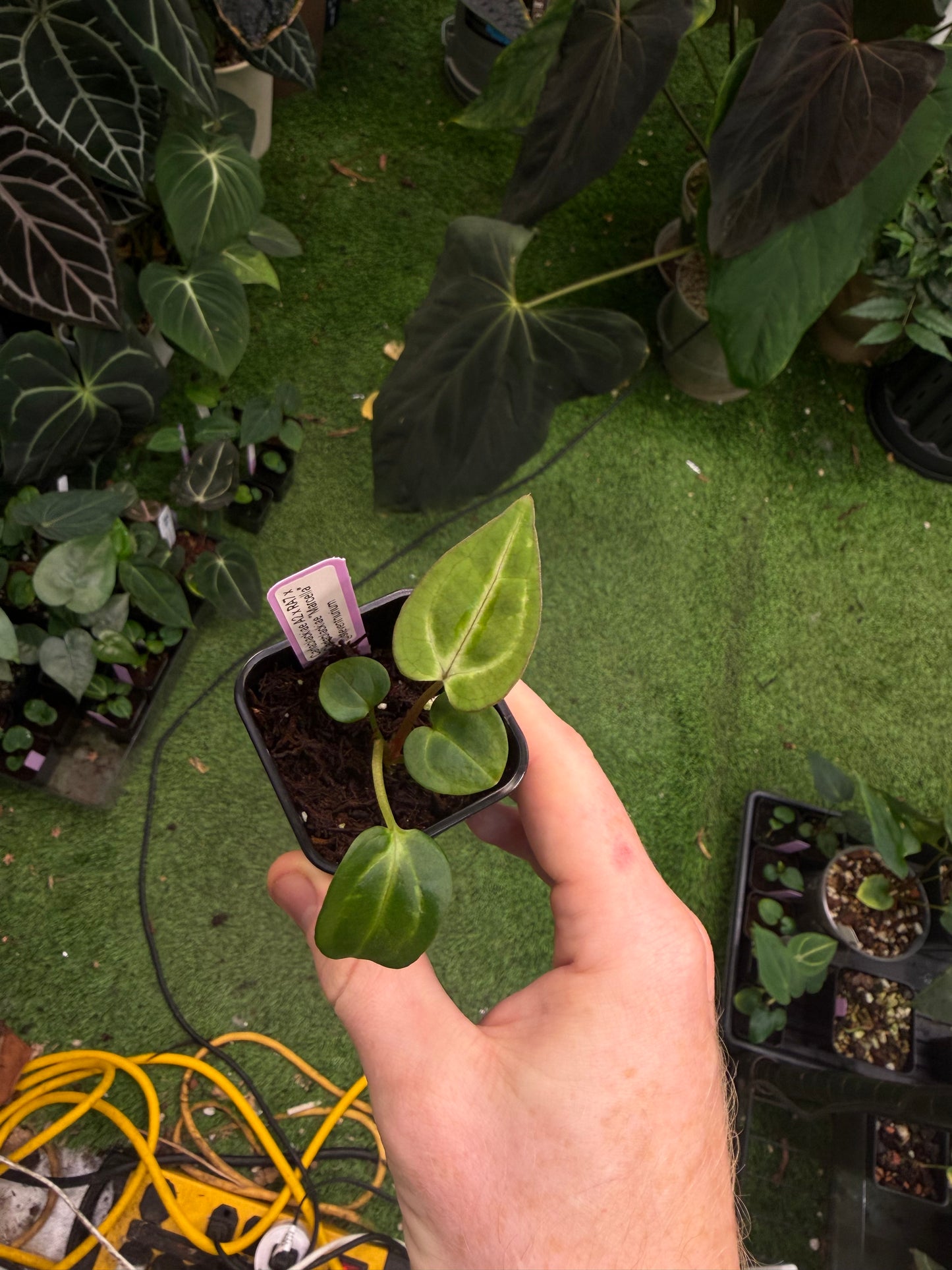 Carlablackiae (A2 x RA7) x “Marcella” exact plants, 2 blister variegation options