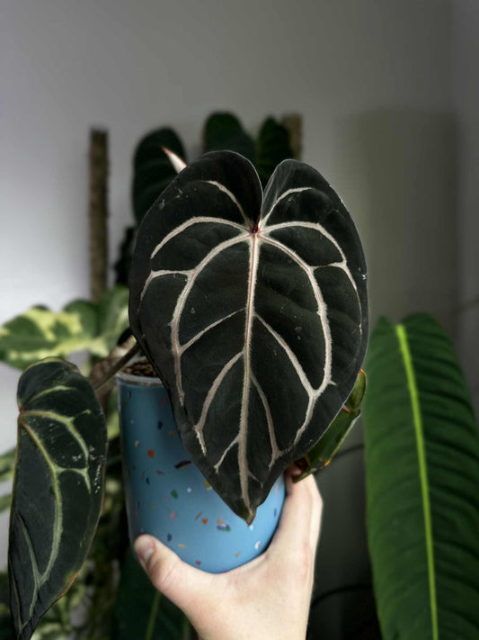 Carlablackiae GPH-001 self x RA10 self exact plants