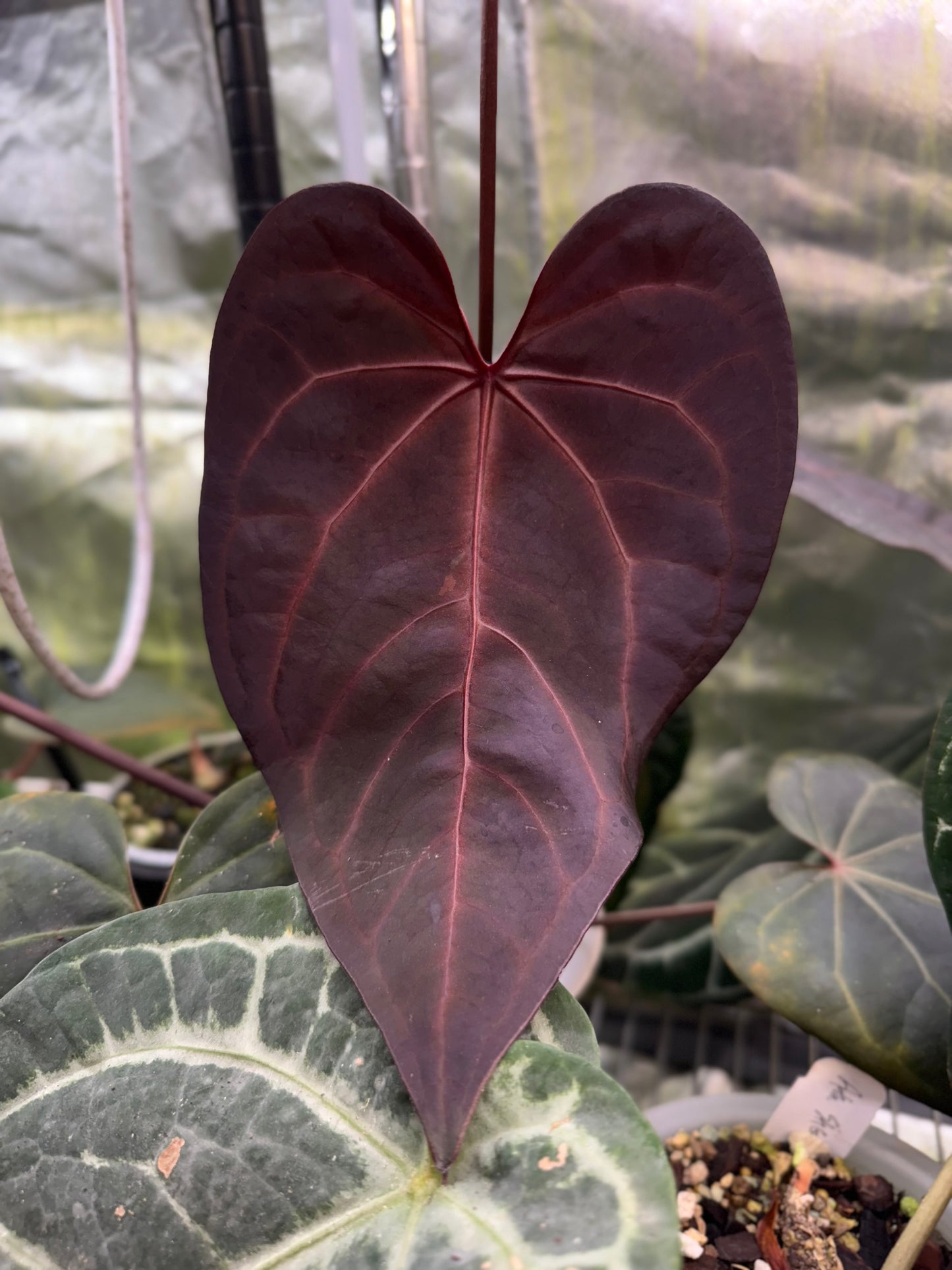 (Carlablackiae x RVDP) x (Red Velvet Cake x Dark and Handsome) exact plants