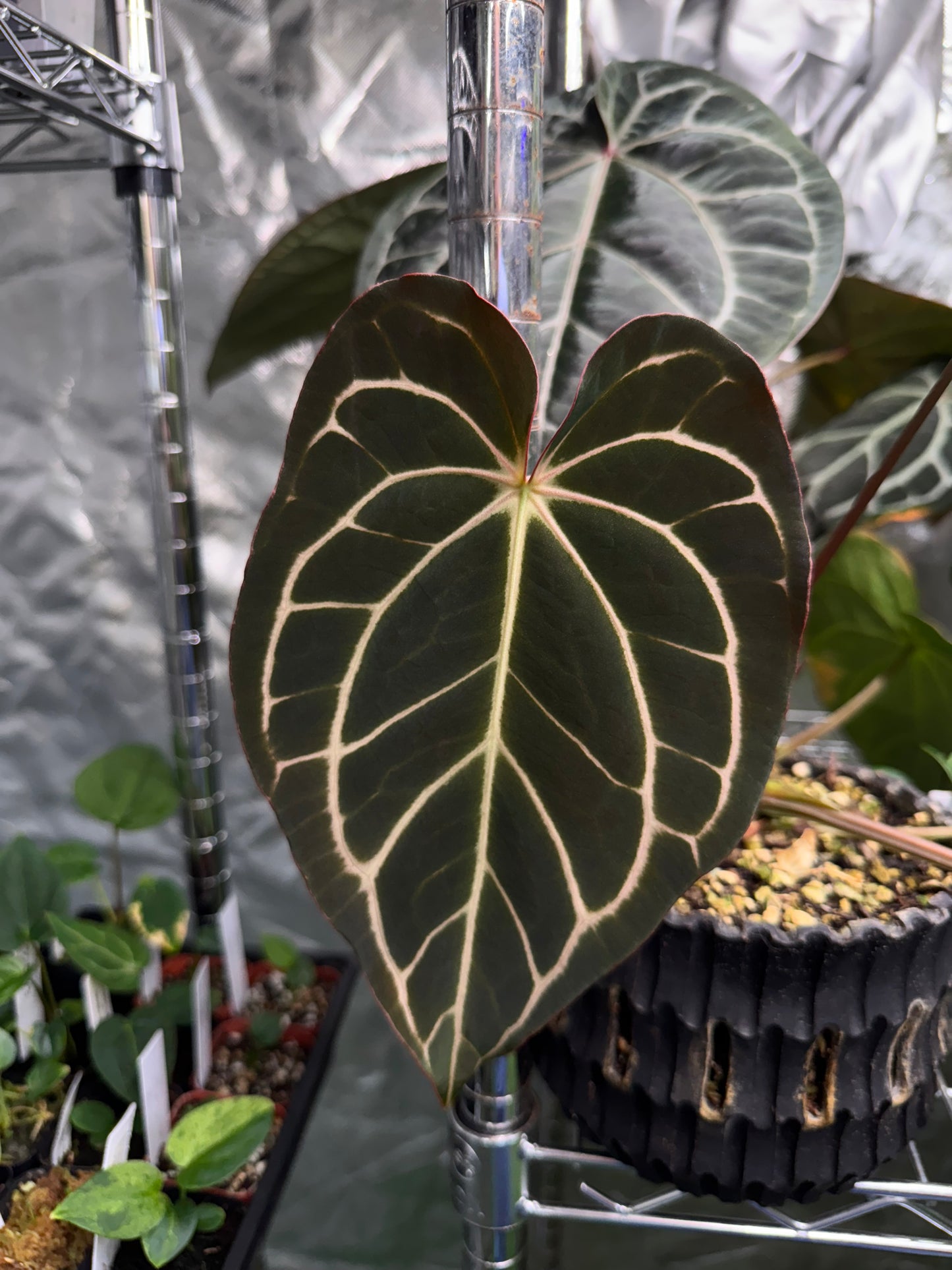 Carlablackiae (A2 x RA7) x “Marcella” exact plants, 2 blister variegation options