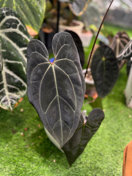 (Carlablackiae x RVDP) x (Red Velvet Cake x Dark and Handsome) exact plants