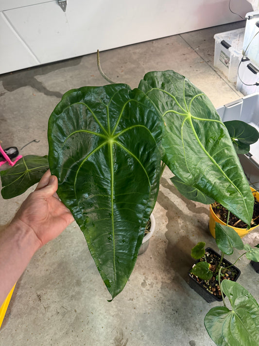 Anthurium kolmanii (sp. peltado Brasil) growers choice 1 leaf sprouts