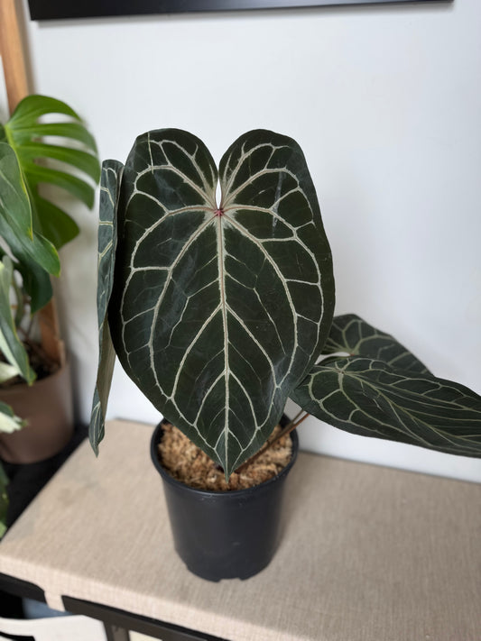 (King of Spades x Red Crystallinum) x Ace of Spades