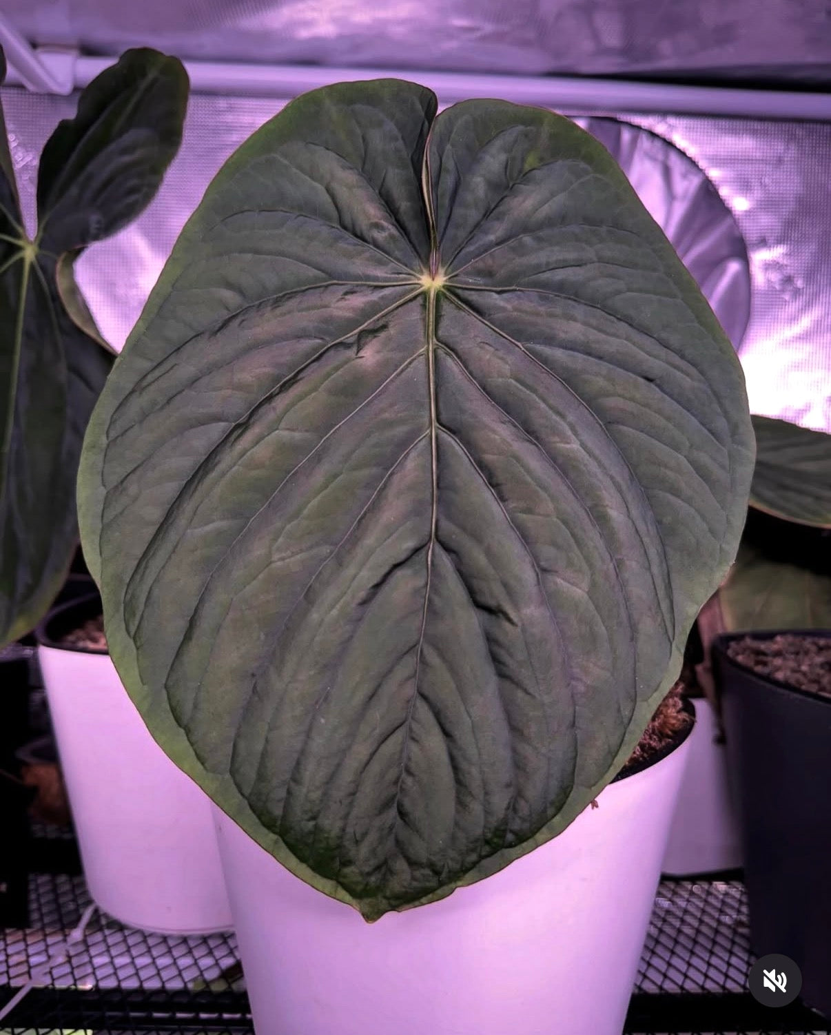 Carlablackiae RA10 self x Kunayalense PM7