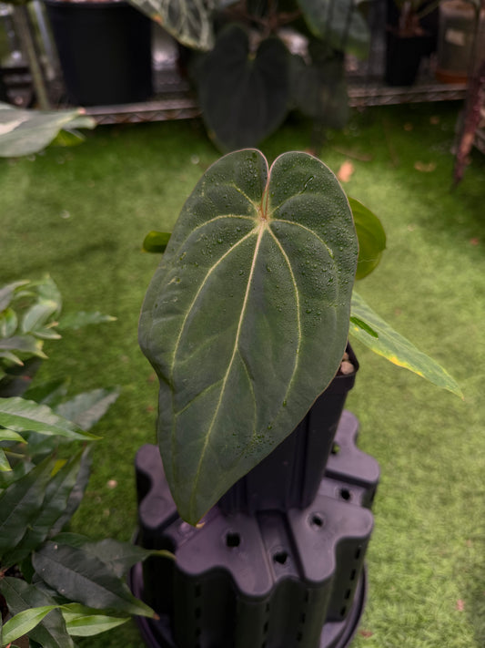 Carlablackiae RA10 self x Kunayalense PM7