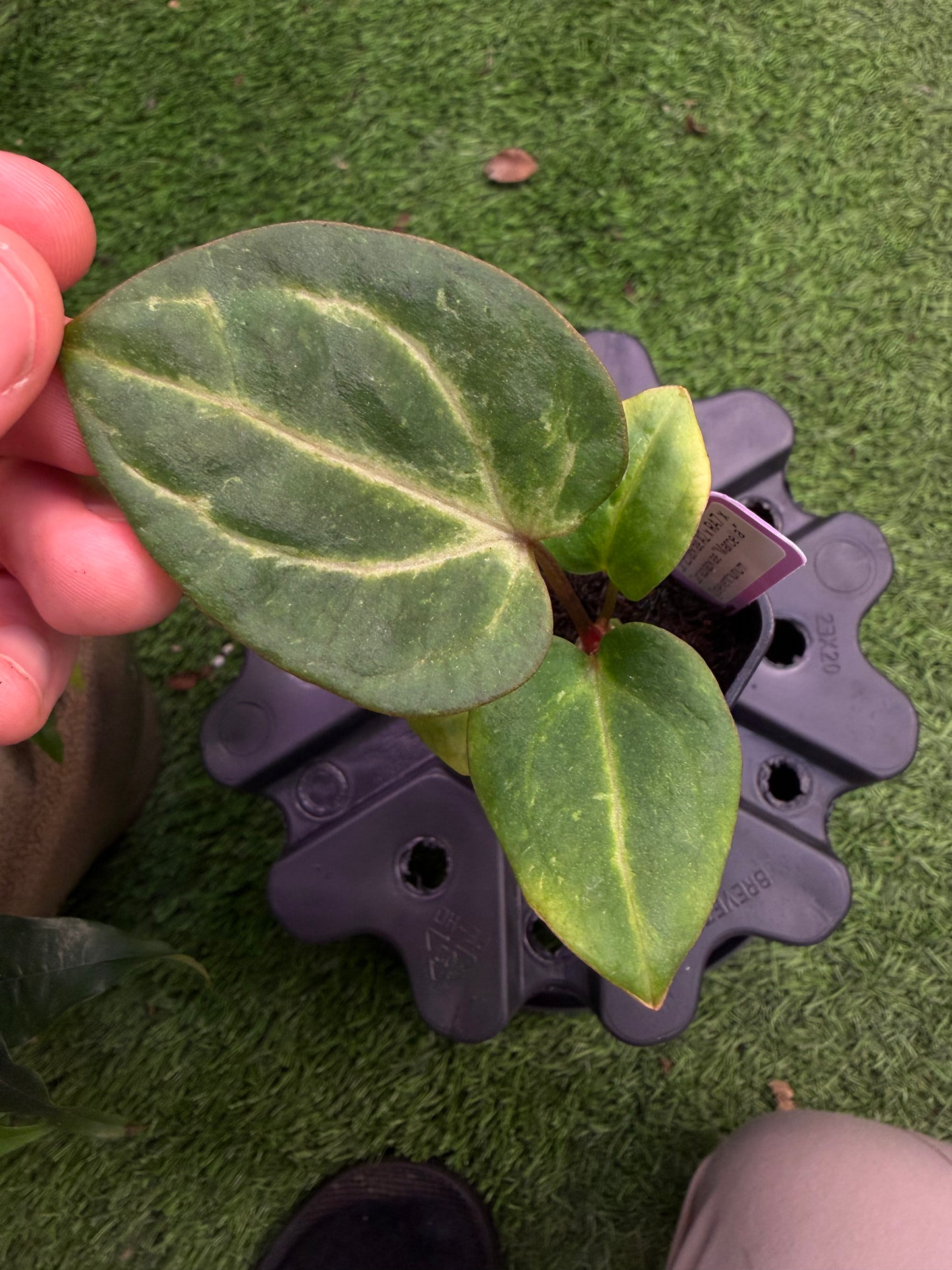 Carlablackiae (A2 x RA7) x “Marcella” exact plants, 2 blister variegation options