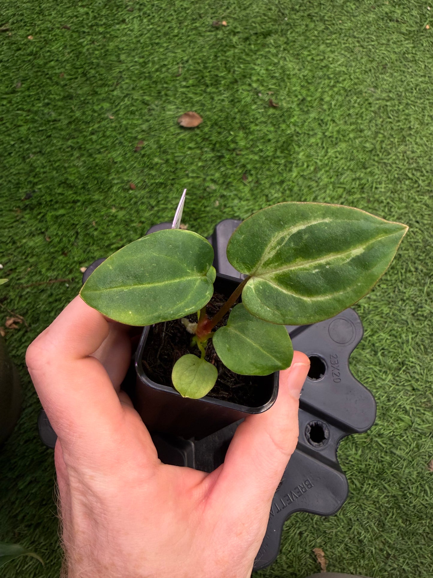 Carlablackiae (A2 x RA7) x “Marcella” exact plants, 2 blister variegation options