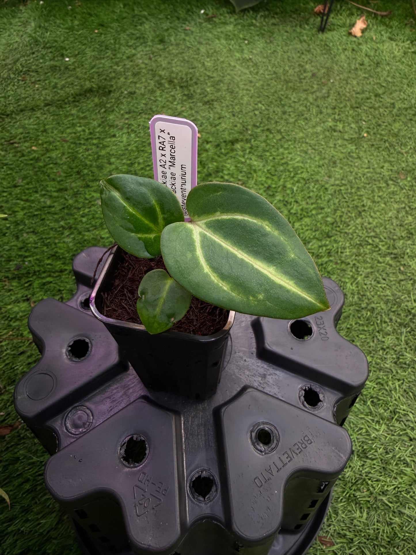 Carlablackiae (A2 x RA7) x “Marcella” exact plants, 2 blister variegation options