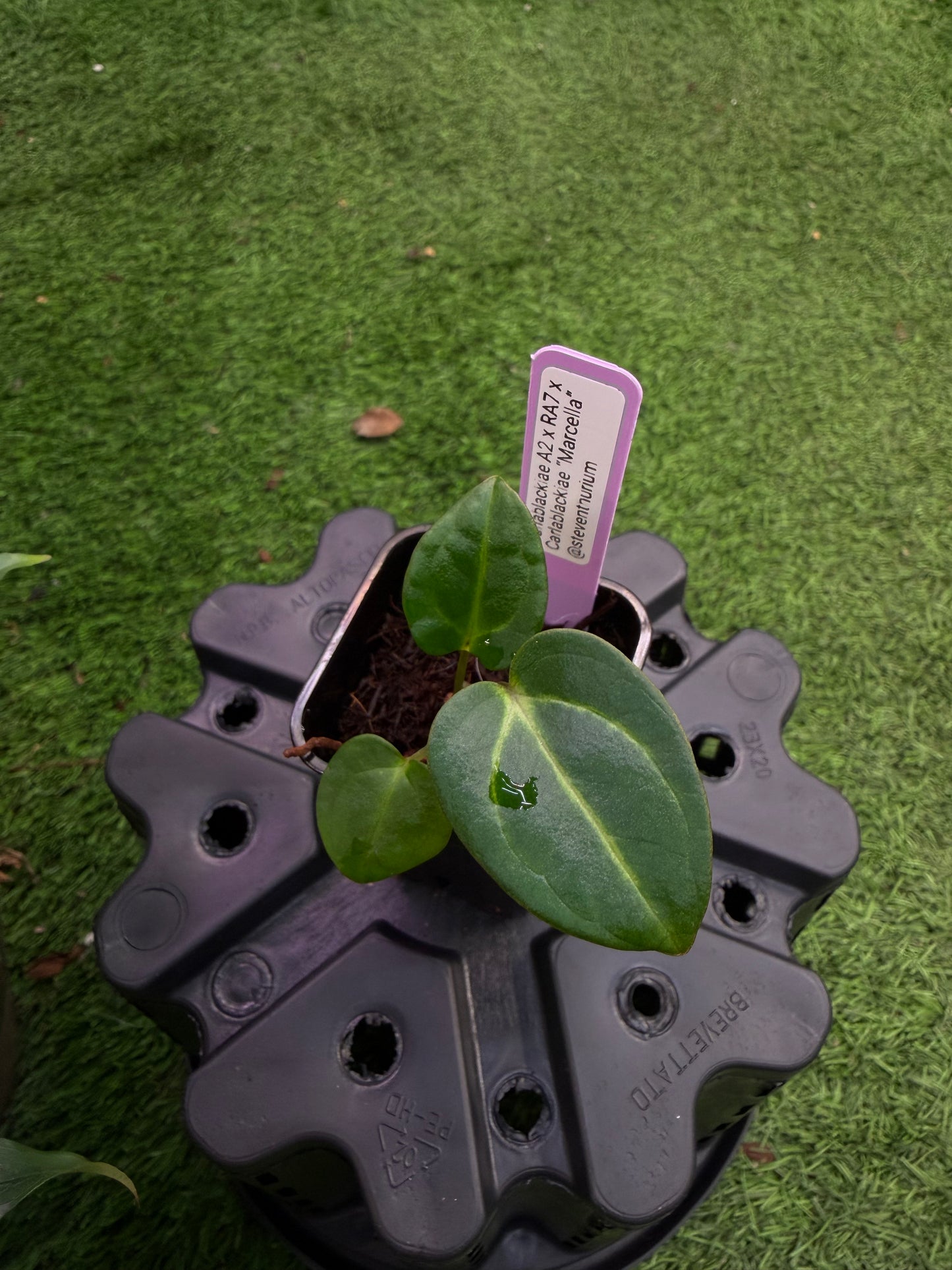 Carlablackiae (A2 x RA7) x “Marcella” exact plants, 2 blister variegation options