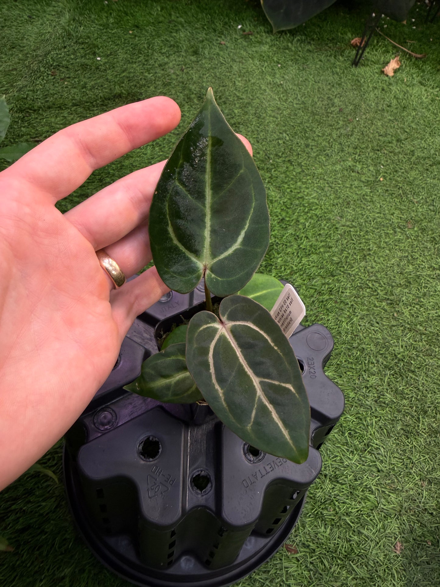 Carlablackiae GPH-001 self x RA10 self exact plants