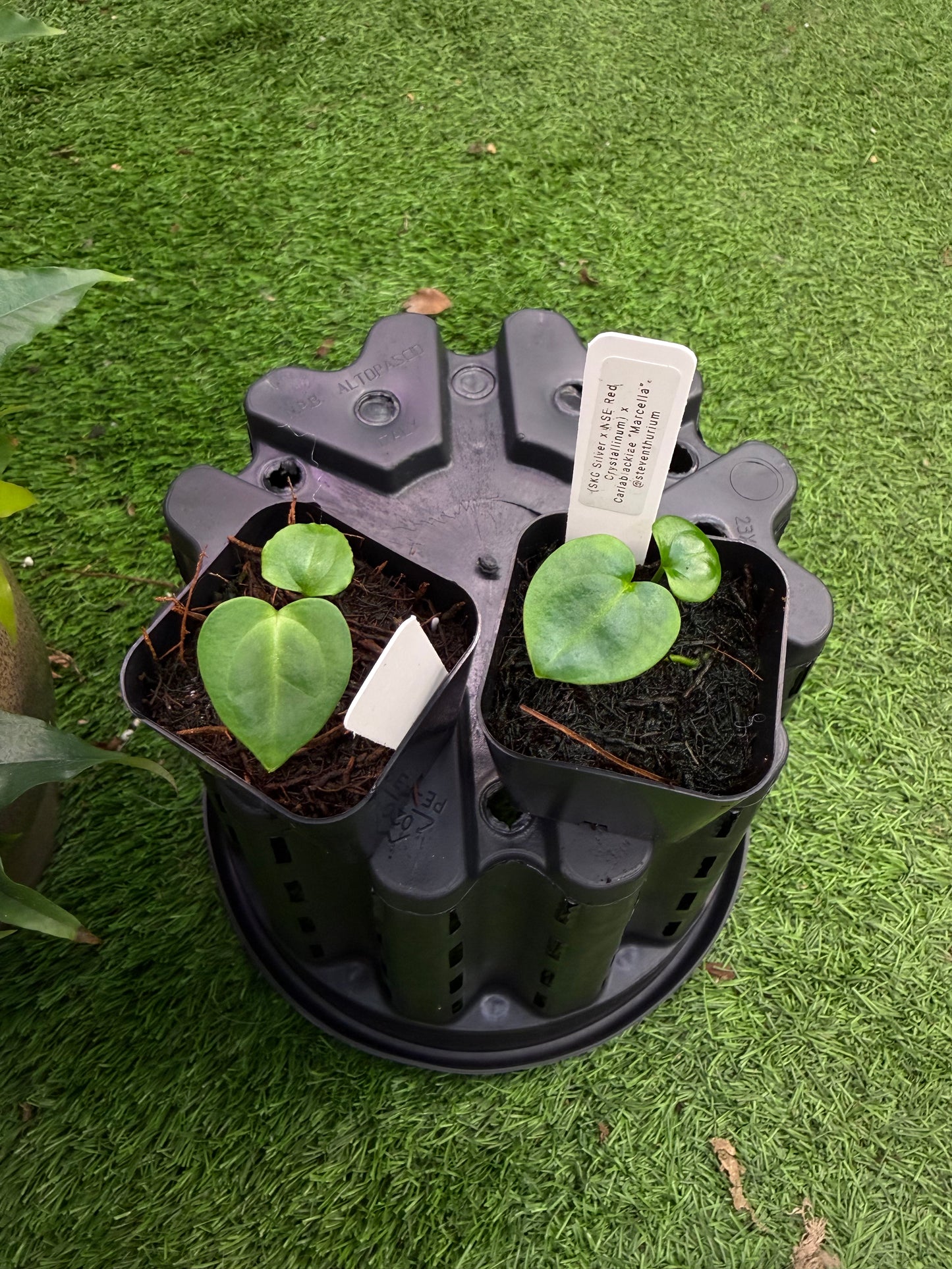 (SKG Silver x Red Crystallinum “Necromancer”) x Carlablackiae “Marcella”