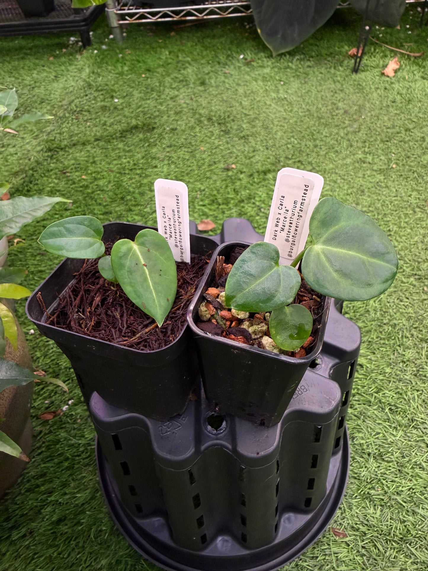 Noid “Dark Web” x Carlablackiae “Marcella”