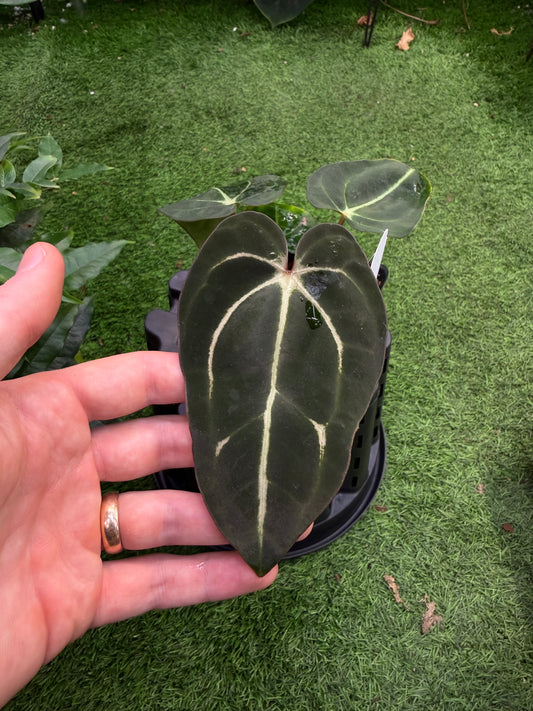 Carlablackiae RA10 self x RA4