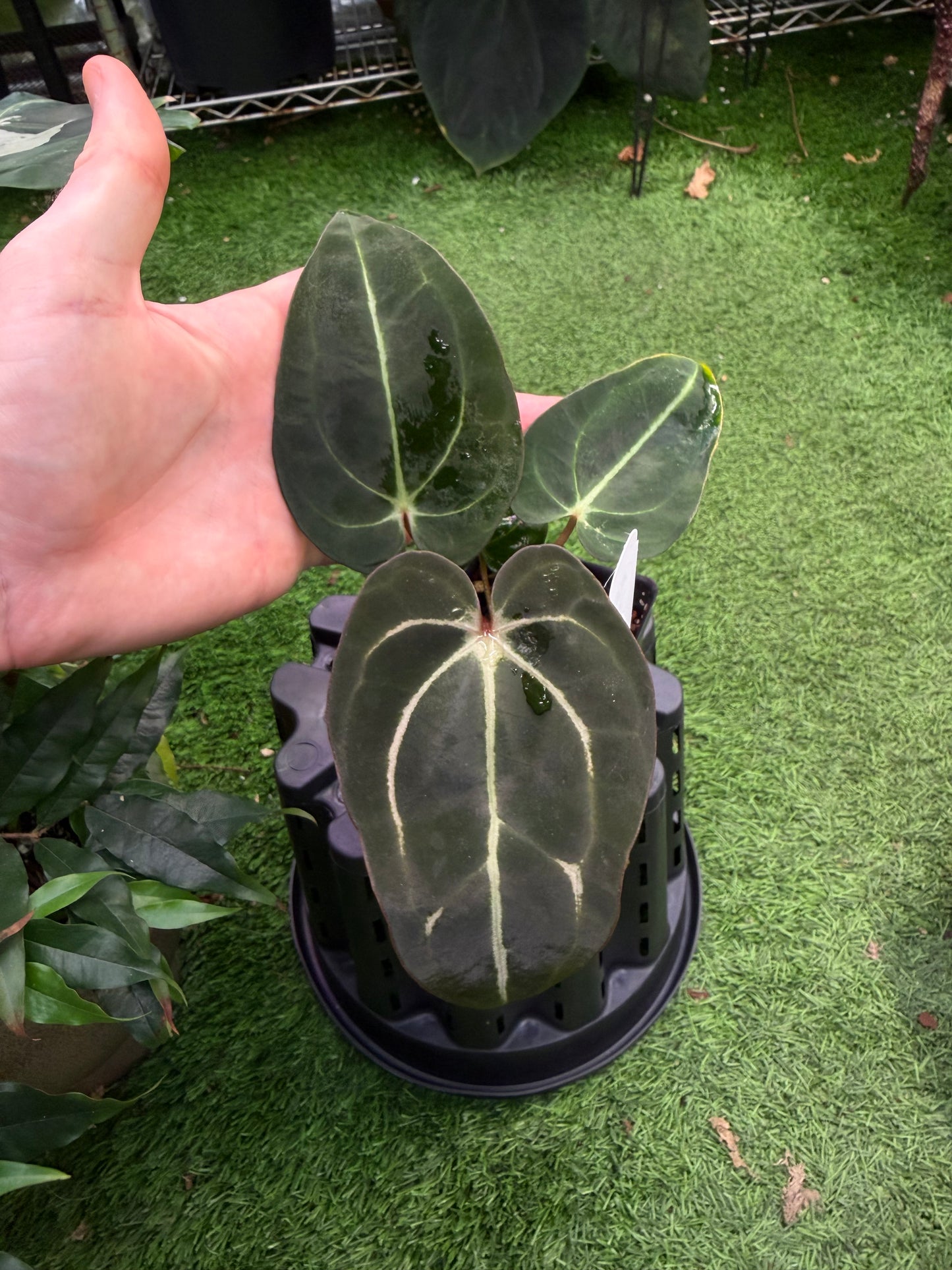 Carlablackiae RA10 self x RA4