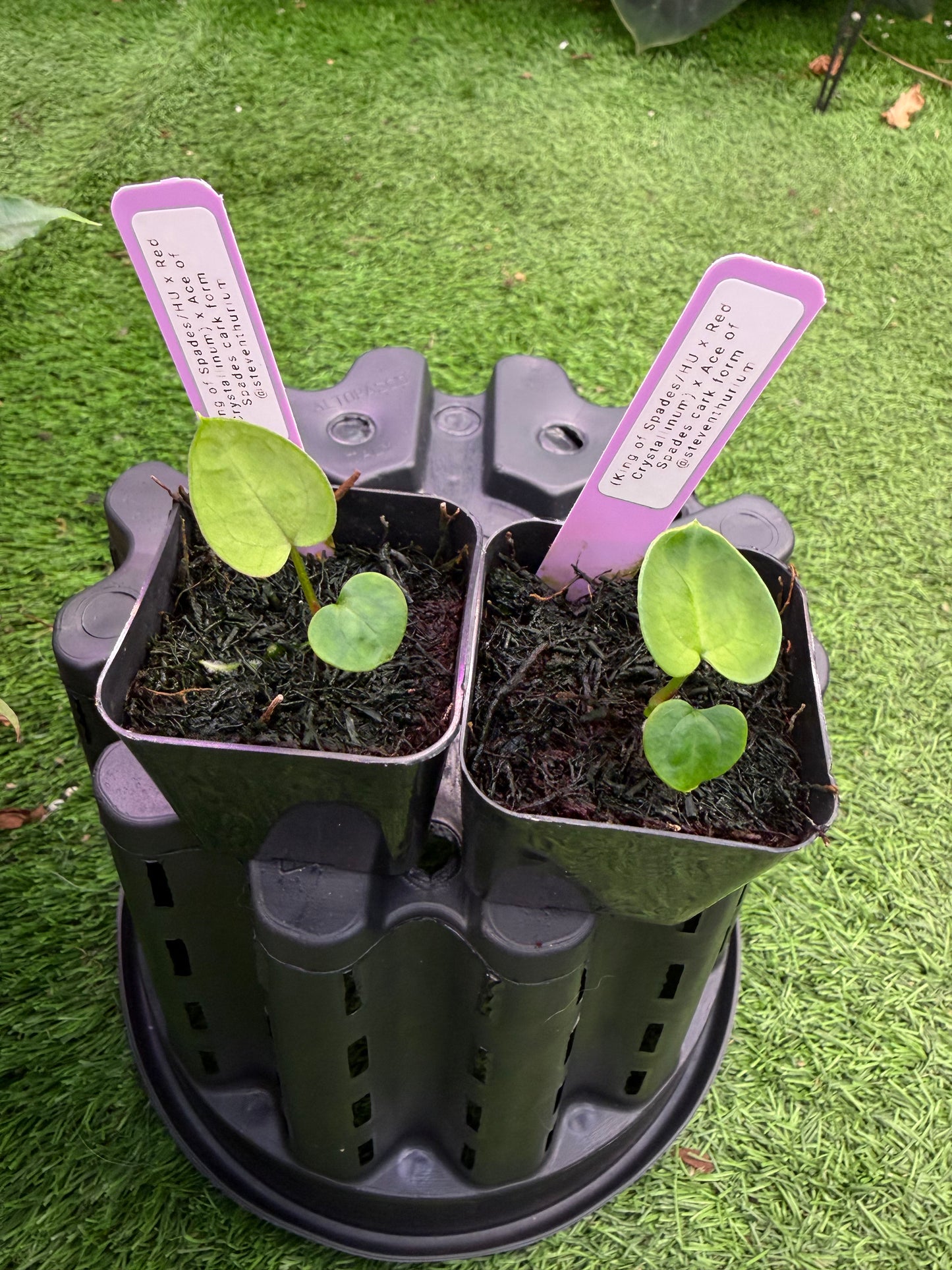 (King of Spades x Red Crystallinum) x Ace of Spades