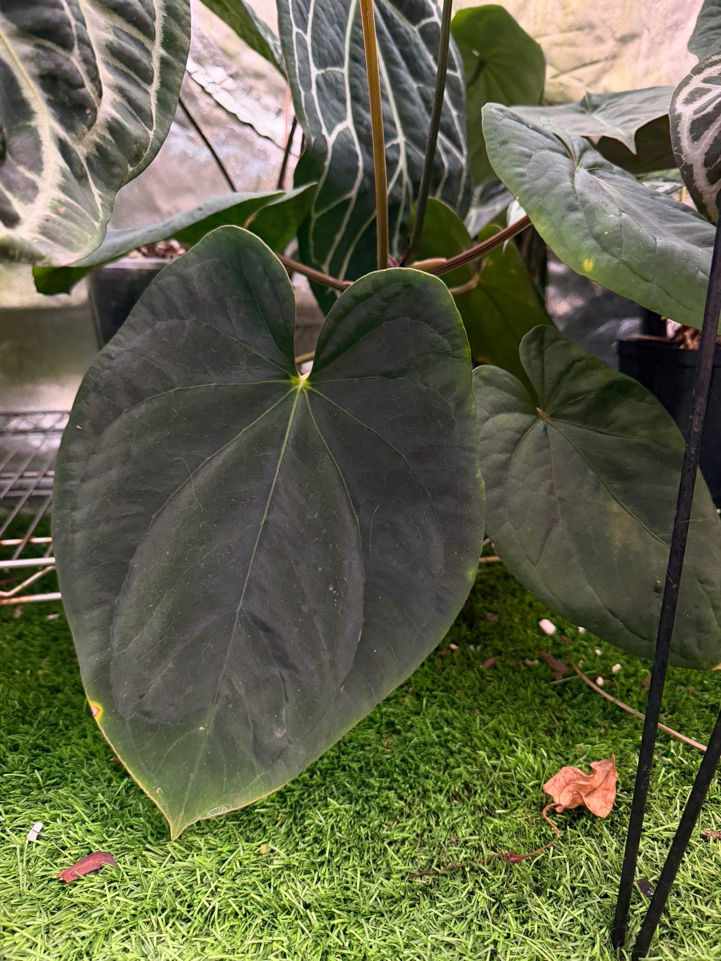 Eastern Dressleri s2 1 germinated seed