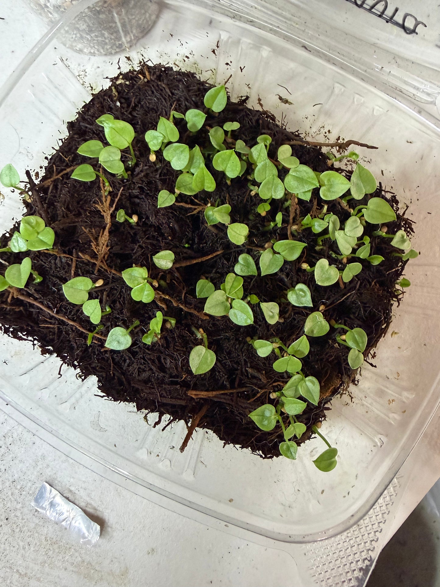 Anthurium kolmanii (sp. peltado Brasil) growers choice 1 leaf sprouts