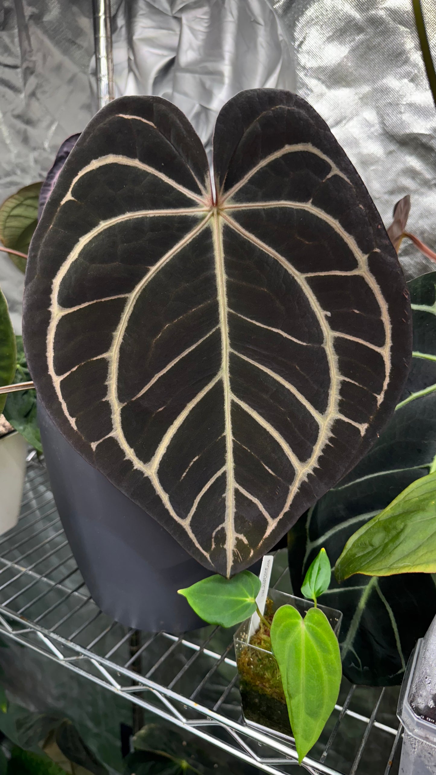 Anthurium carlablackiae "RA10 s1" x carlablackiae "Marcella"