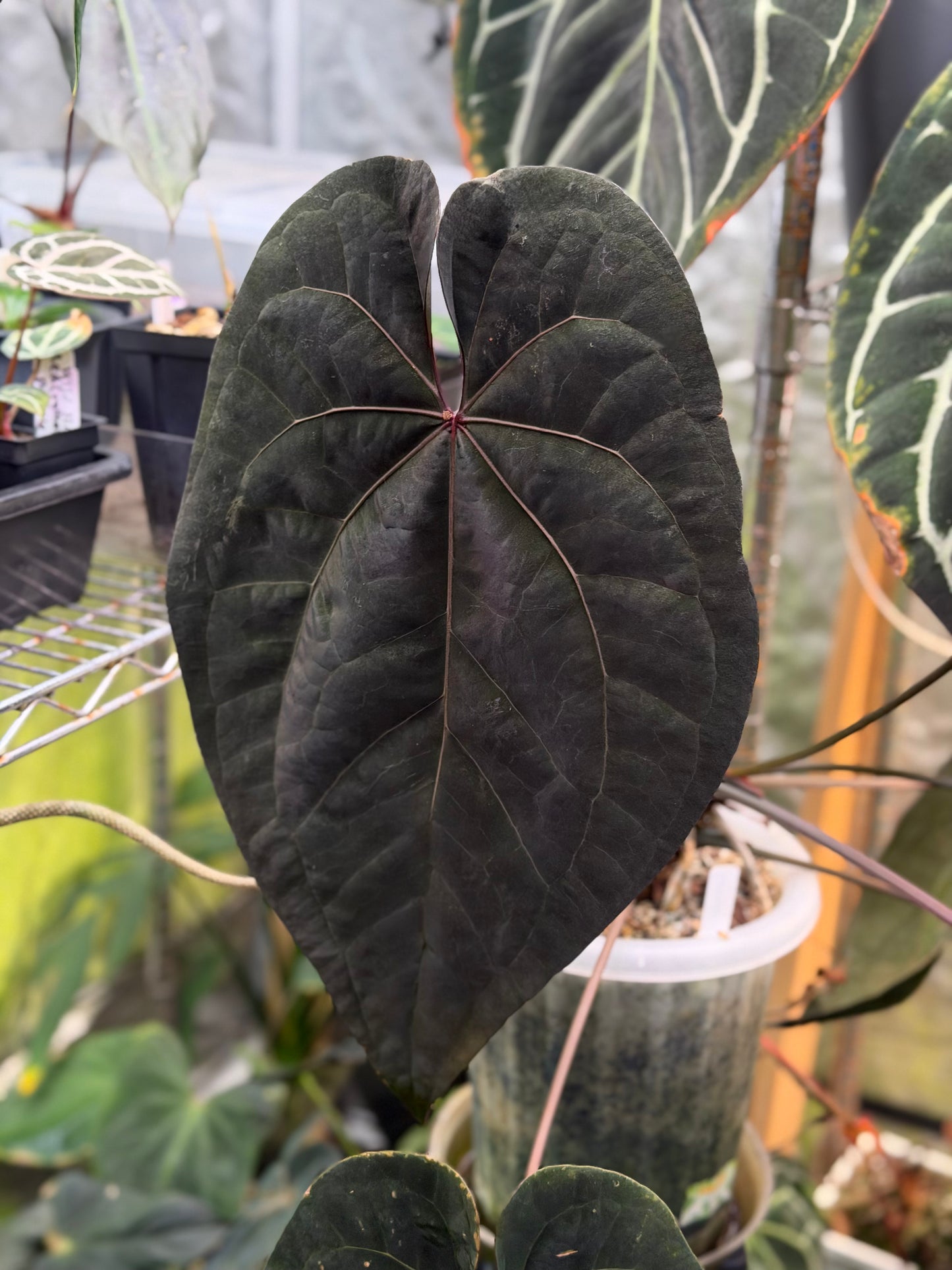 Anthurium "Ace of Spades" x Dressleri "Pillow x PM1"