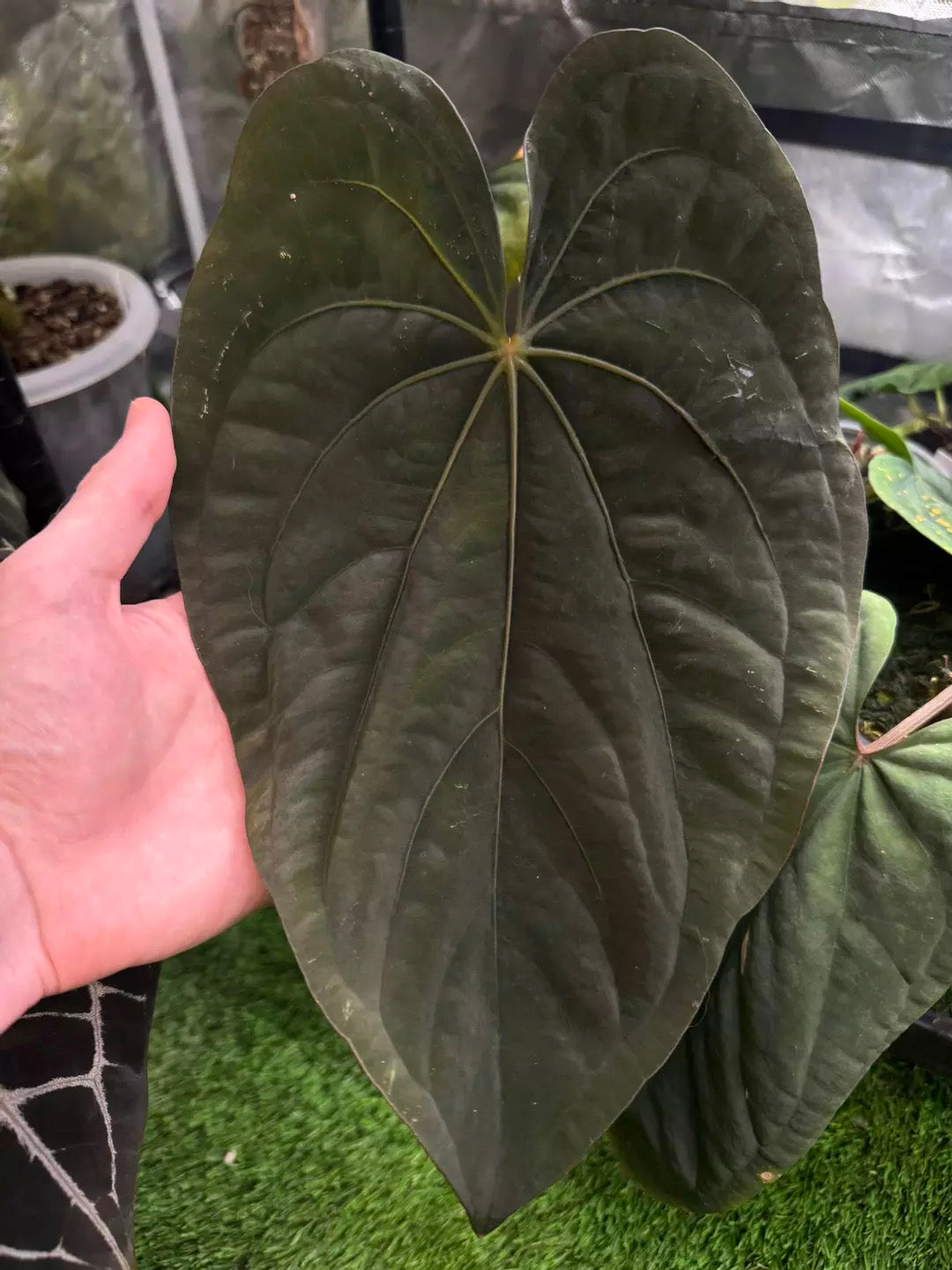 Anthurium "Ace of Spades" x Dressleri "Pillow x PM1"