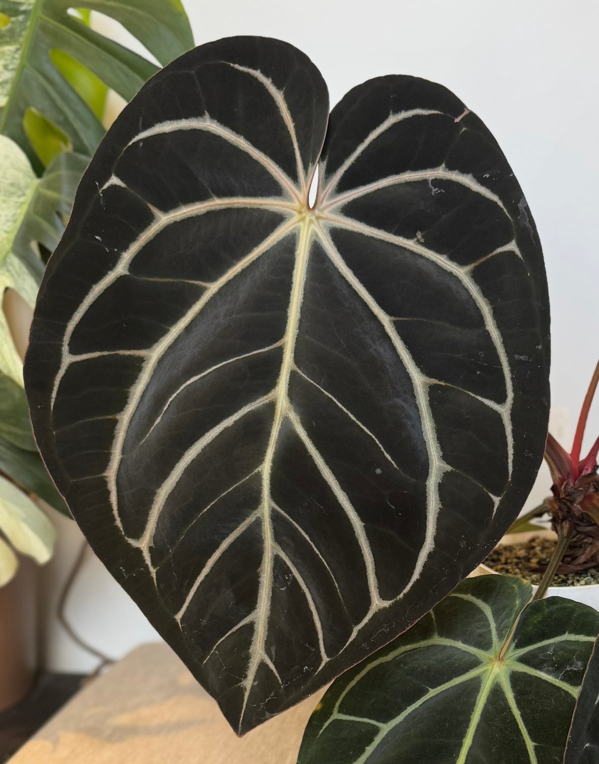 Anthurium carlablackiae "RA10 s1" x carlablackiae "Marcella"