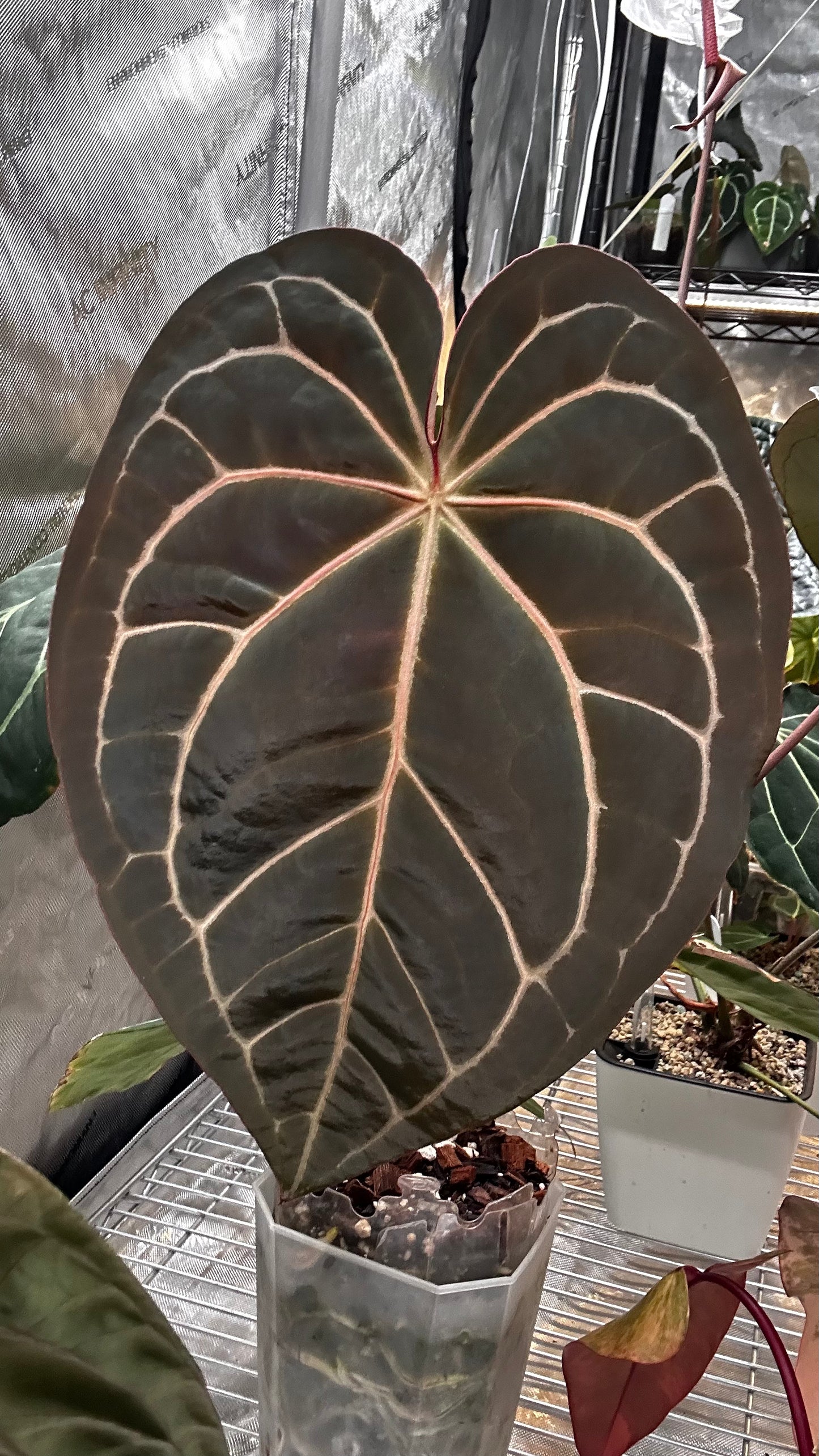 *variegated chase* Tropiflora delta s1 x (Michelle x Zara)