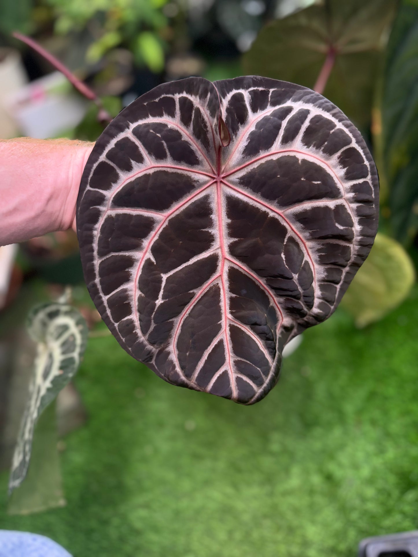 Anthurium "SKG Silver x Red Crystallinum "Necromancer" x Luxurians