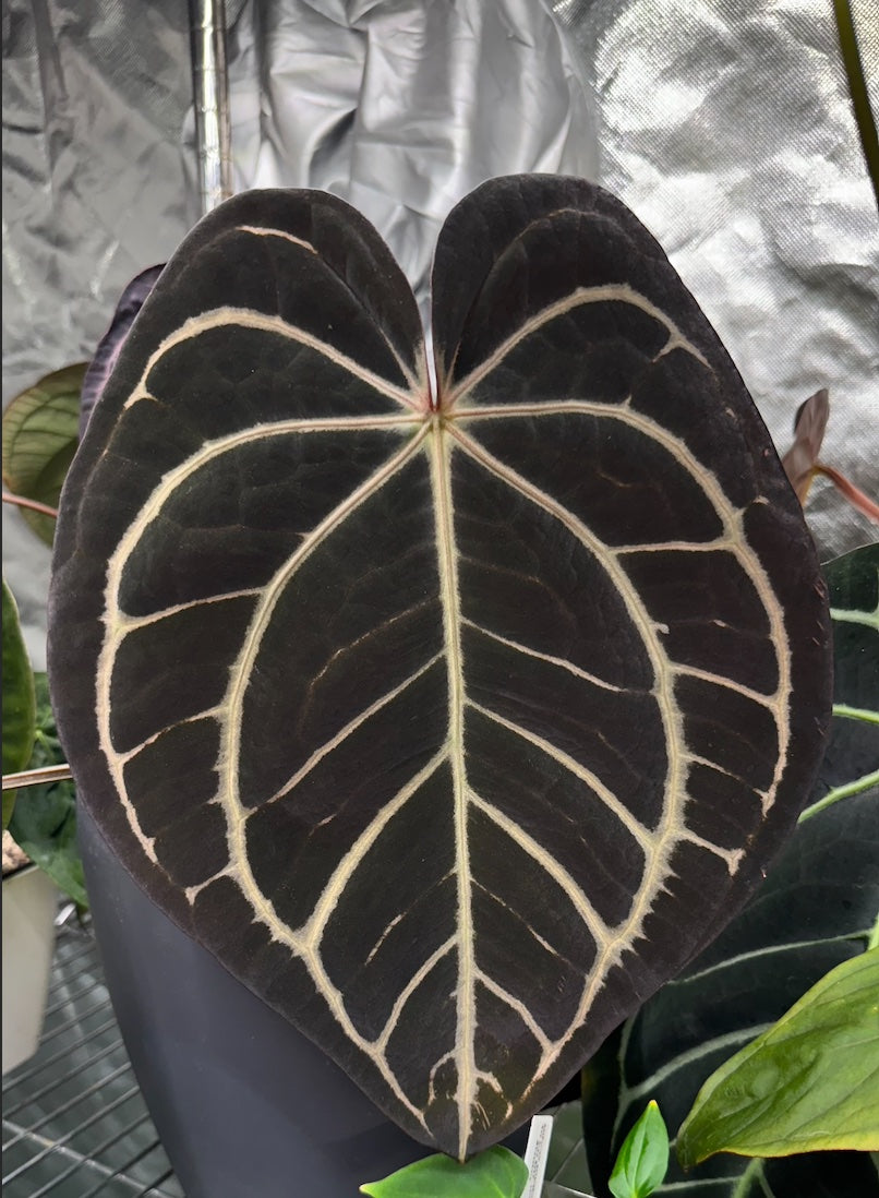 (SKG Silver x Red Crystallinum “Necromancer”) x Carlablackiae “Marcella”